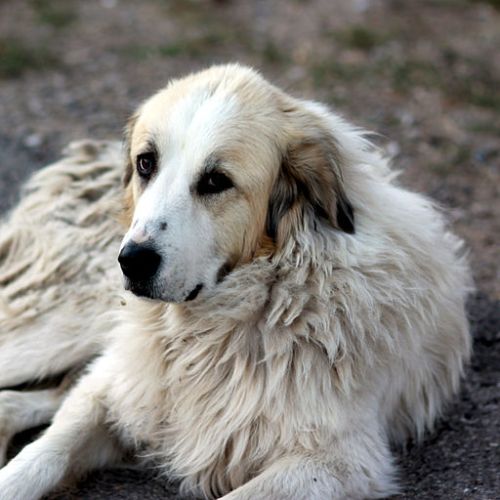 Not zen doggie, but looks pretty zen. By uıɐɾ ʞ ʇɐɯɐs from New York City, USA  (A dog on the Old Road)  via Wikimedia Commons 