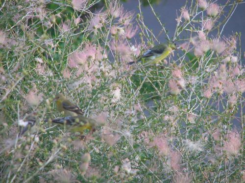 Male and female Lesser Goldfinches (Carduelis psaltria) feeding on the plume-like seeds of Apache Plume (Fallugia paradoxa)}} |Source={{own}} |Author=Amaling |Date=2009/08/23 |Permission= |other_versions=