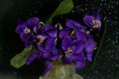 violets4HallPS